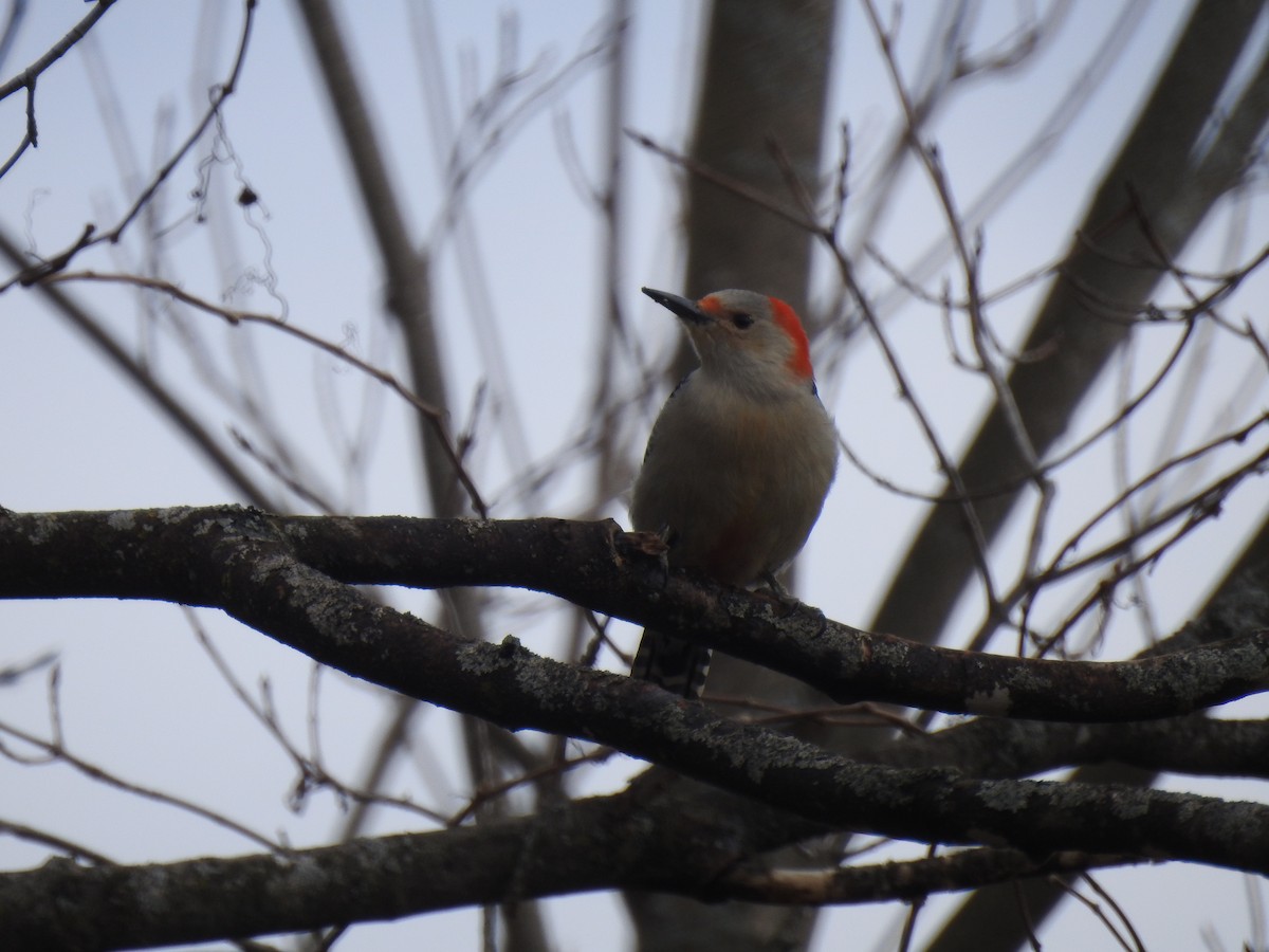 Red-bellied Woodpecker - ML616632708