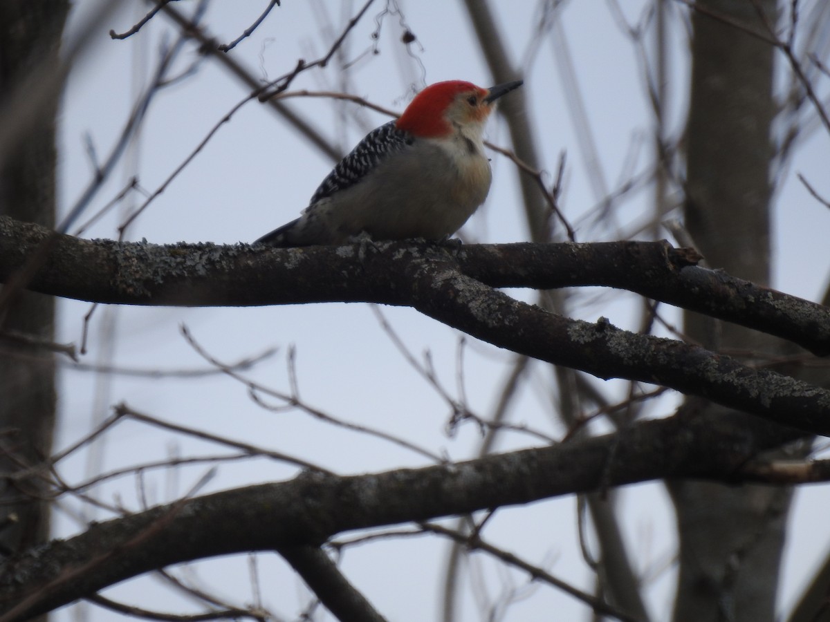 Red-bellied Woodpecker - ML616632709