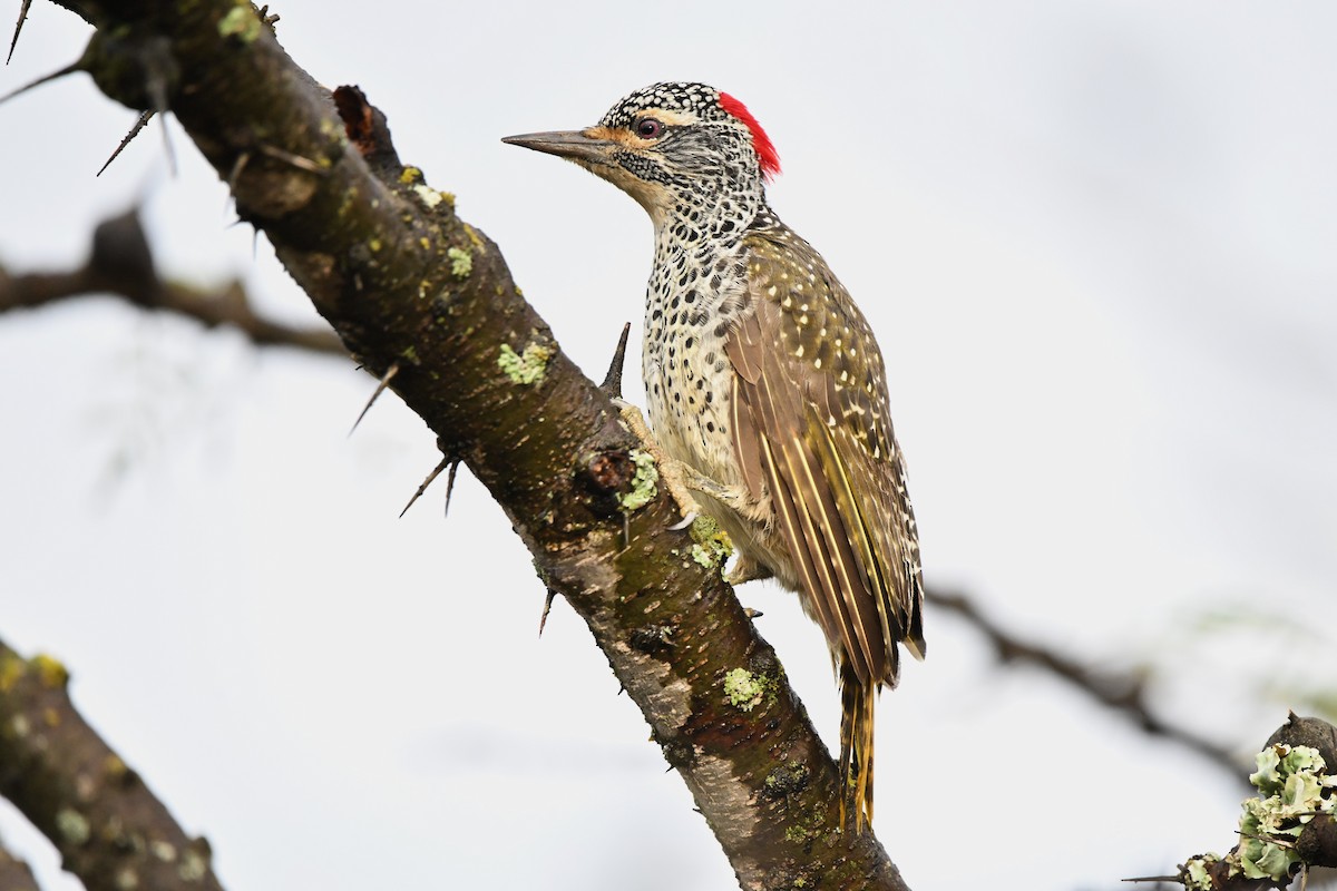 Nubian Woodpecker - ML616632761