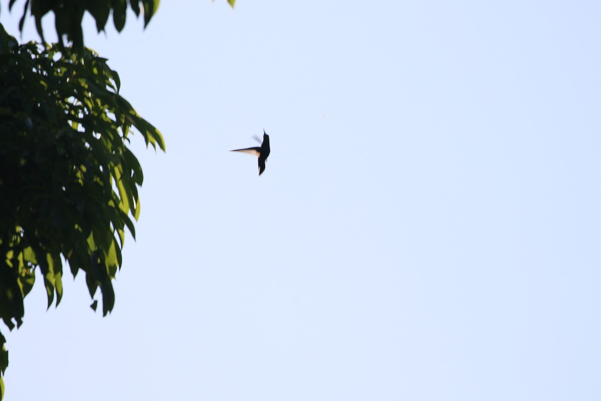 kolibřík hedvábný - ML616632772