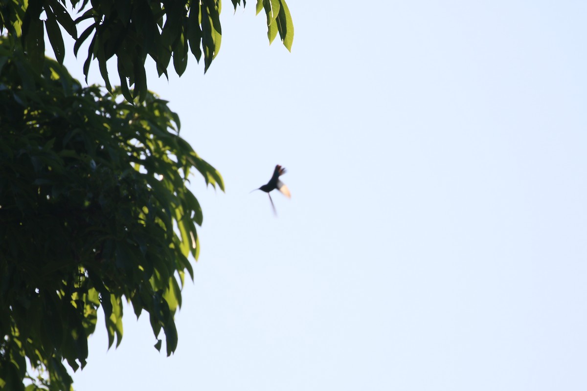 kolibřík hedvábný - ML616632774