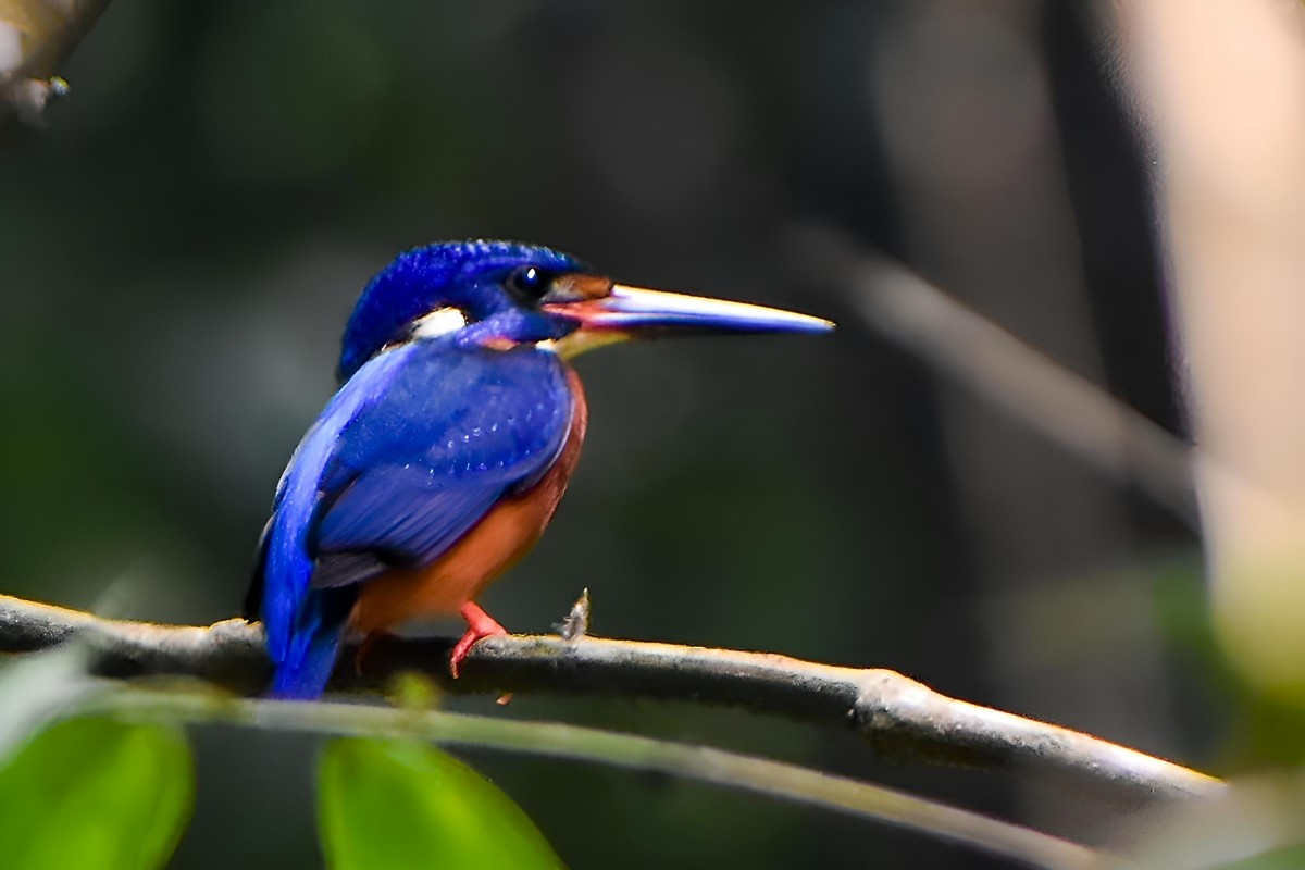 Blue-eared Kingfisher - ML616632816