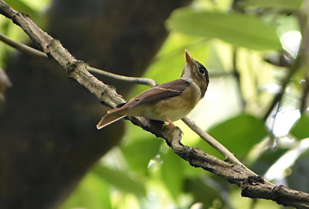 Brown-breasted Flycatcher - ML616632845