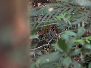  - Malayan Crested Argus