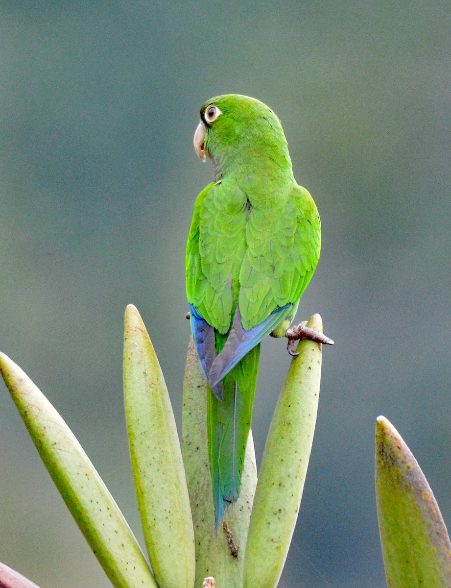 Olive-throated Parakeet (Jamaican) - Michael J Good