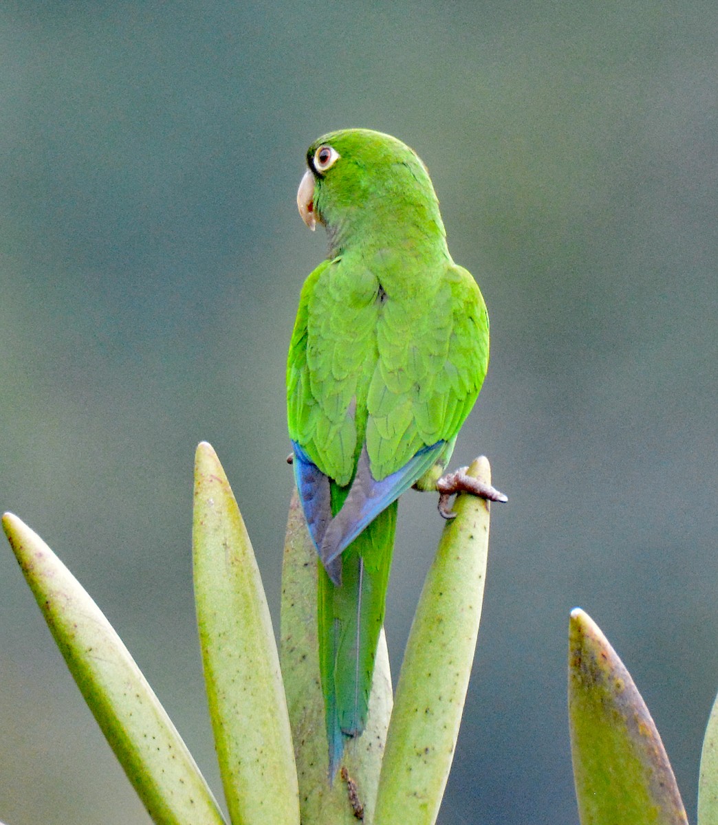 Olive-throated Parakeet (Jamaican) - ML616632944