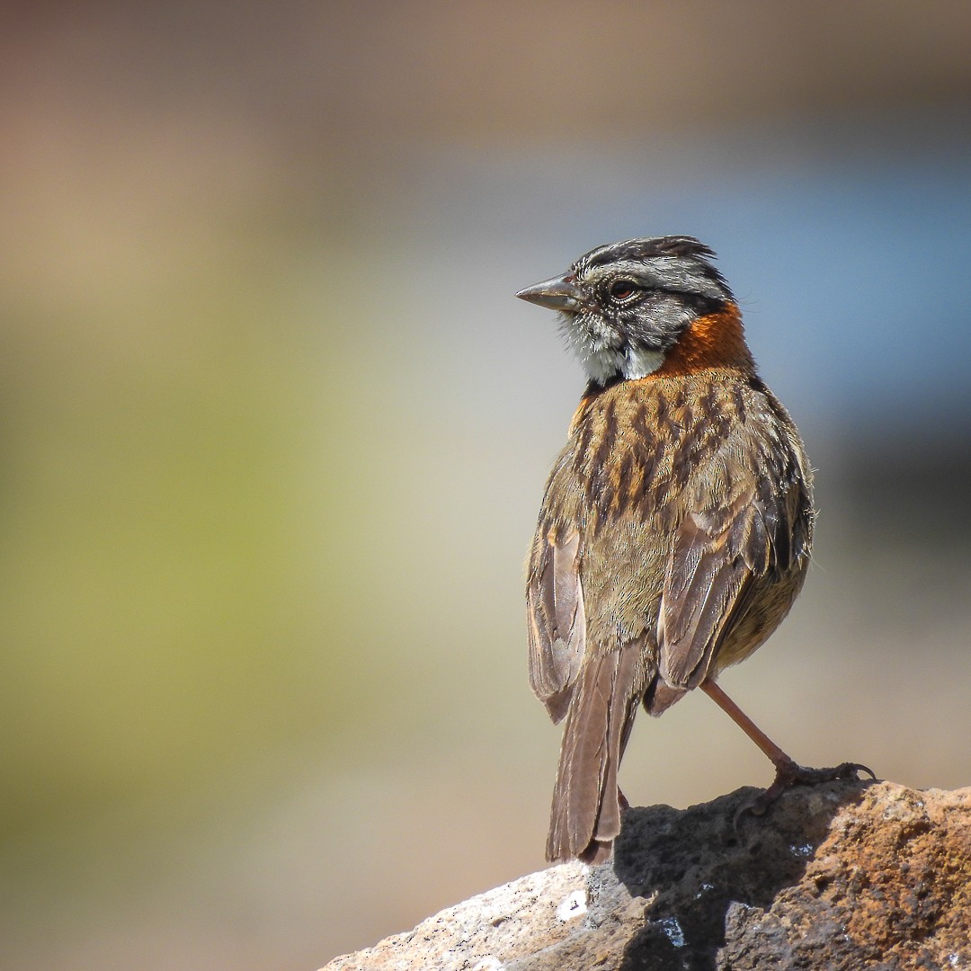 Rufous-collared Sparrow - ML616632953