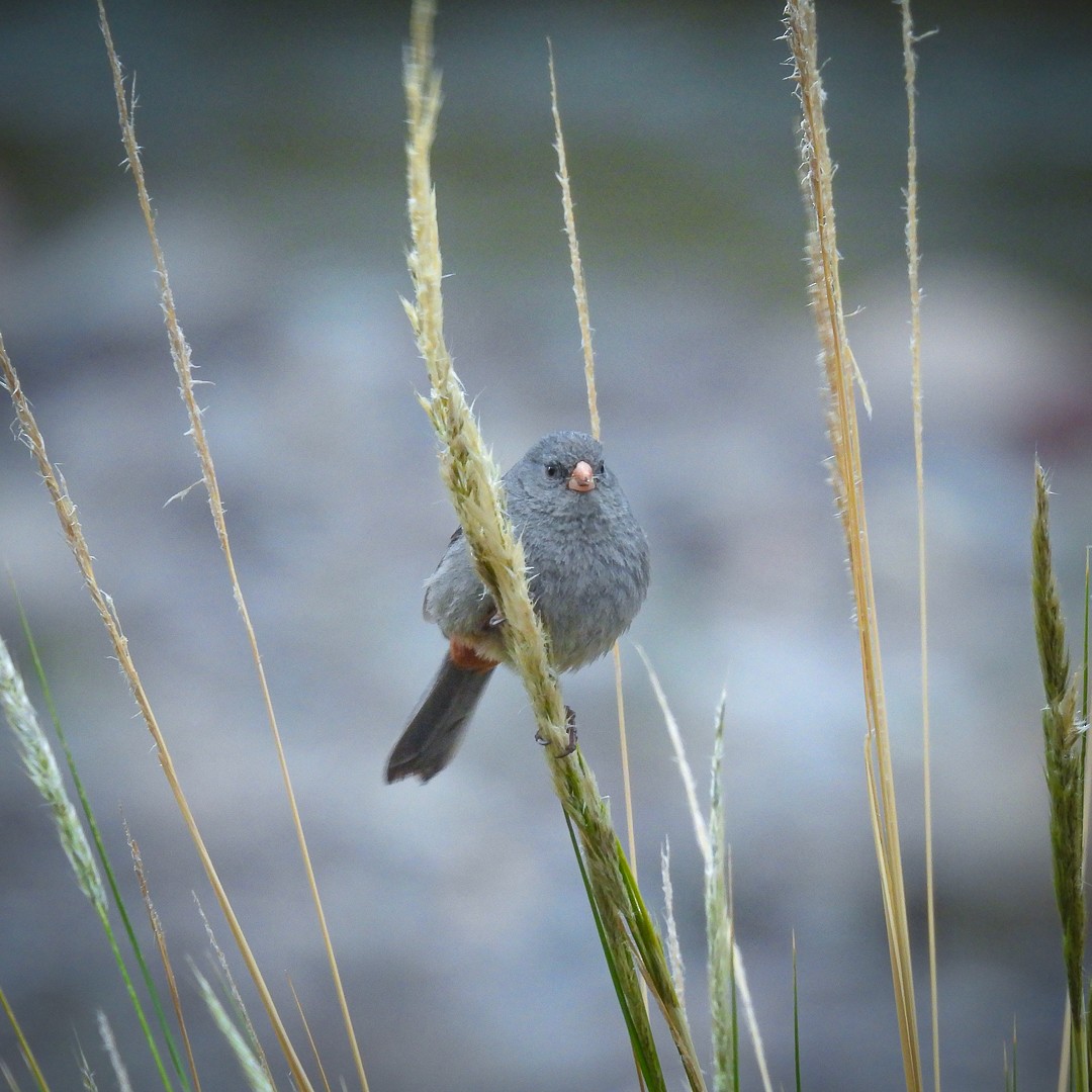 Plain-colored Seedeater - ML616632978