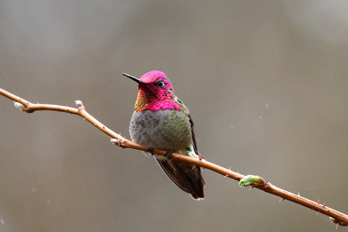 Anna's Hummingbird - ML616633001