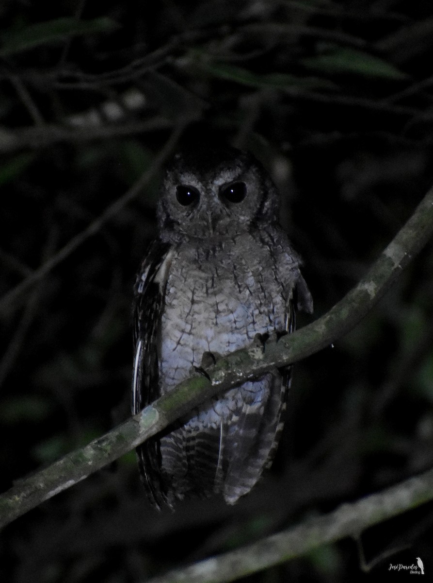 Black-capped Screech-Owl - ML616633324