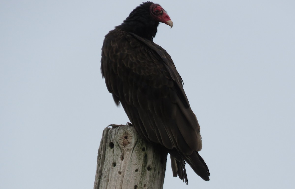 Turkey Vulture - Bruce Deuel