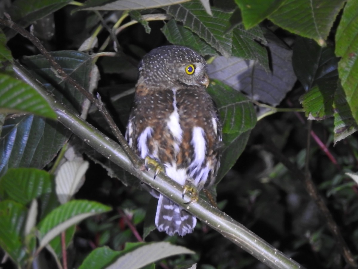 Costa Rican Pygmy-Owl - ML616633347