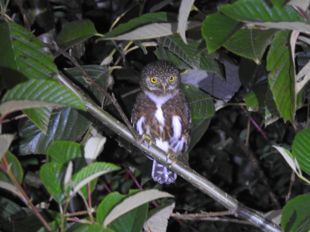 Costa Rican Pygmy-Owl - ML616633348