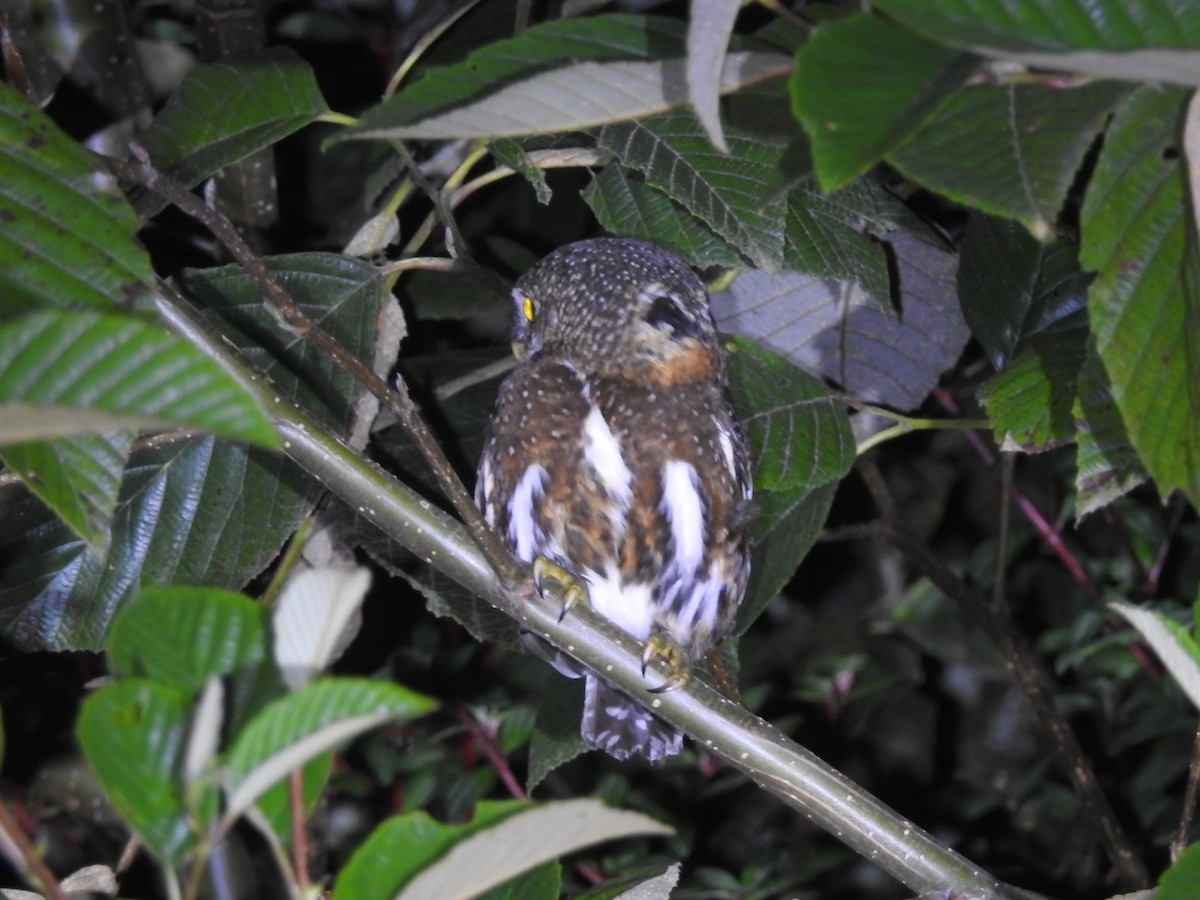 Costa Rican Pygmy-Owl - ML616633349