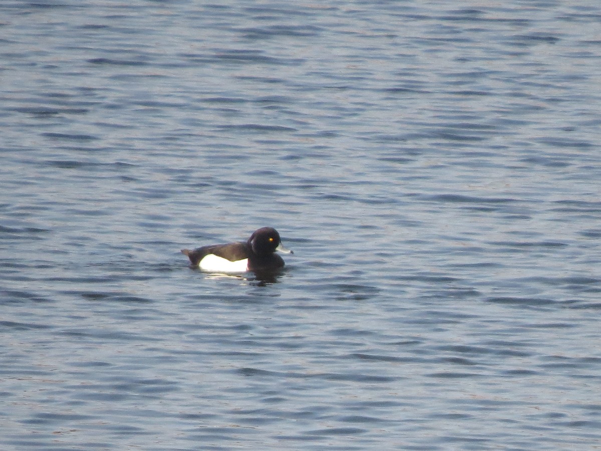 Tufted Duck - ML616633418