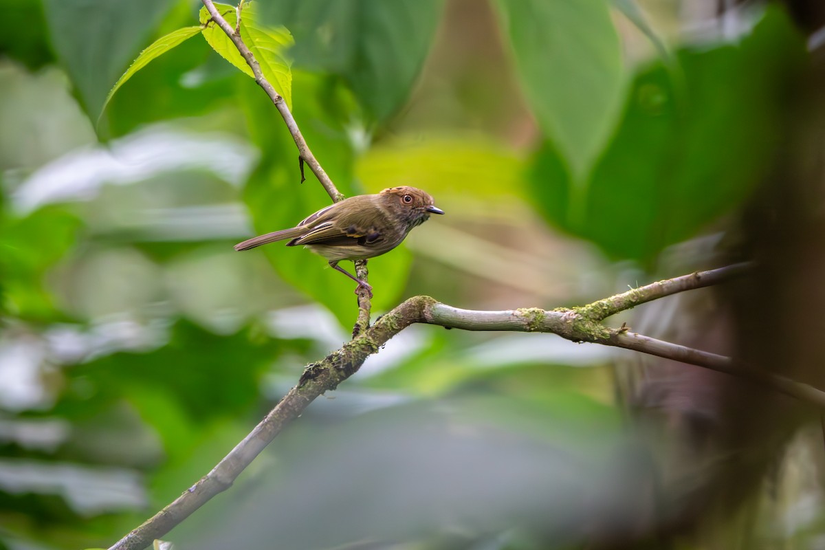 Scale-crested Pygmy-Tyrant - ML616633489