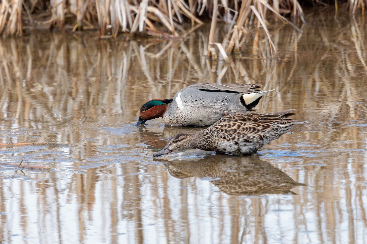 Green-winged Teal - ML616633649