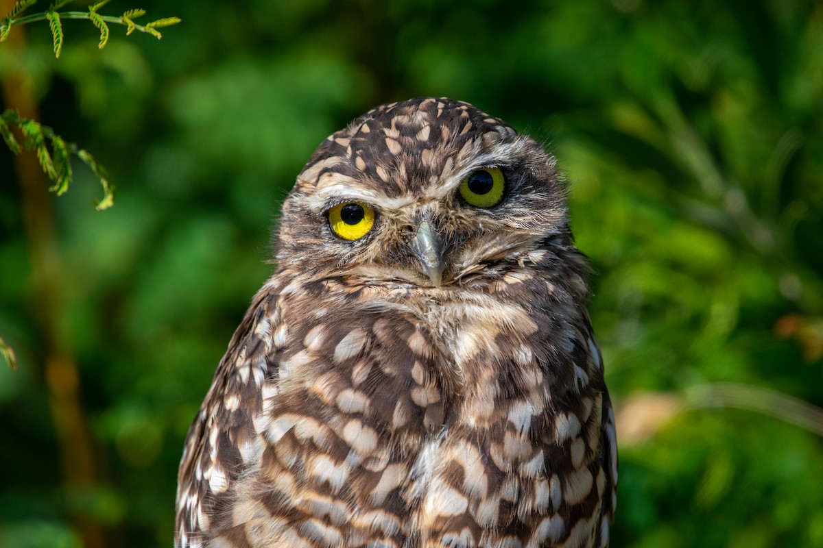 Burrowing Owl - ML616633724