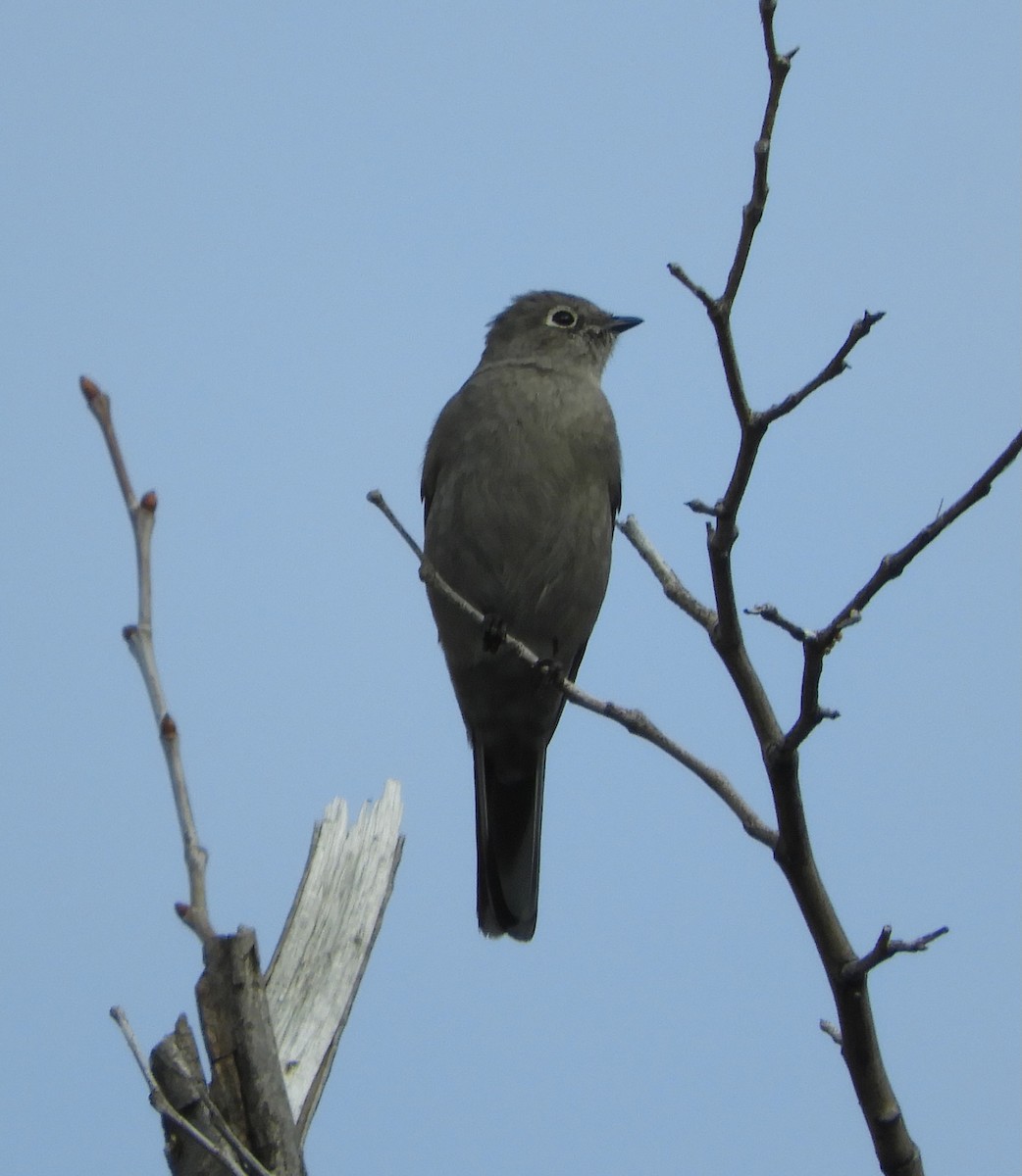 Townsend's Solitaire - ML616633738