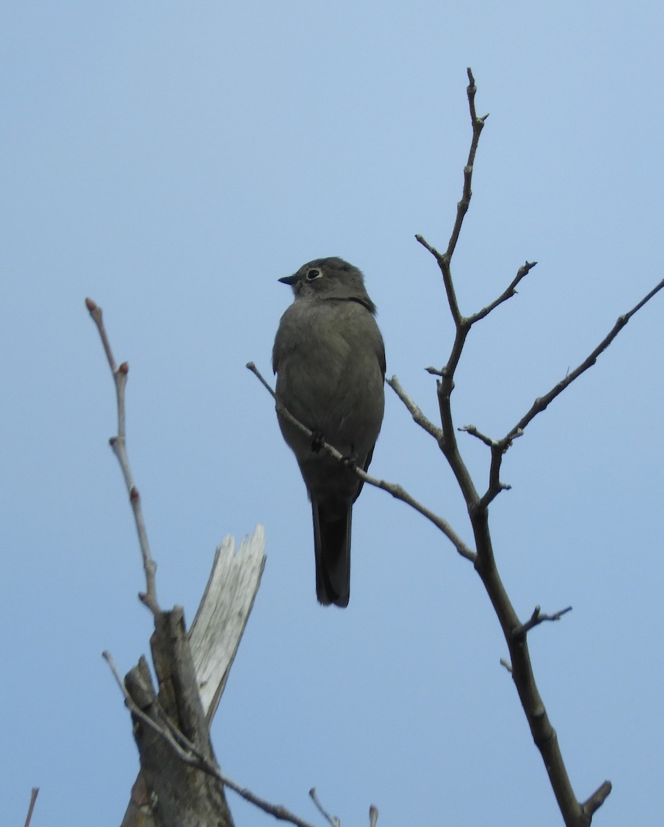 Townsend's Solitaire - ML616633739