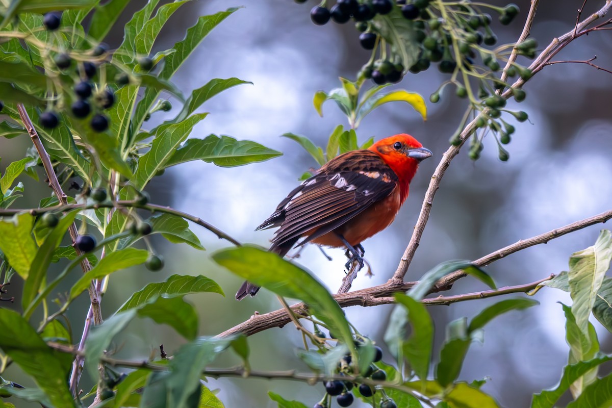 Flame-colored Tanager - ML616633779