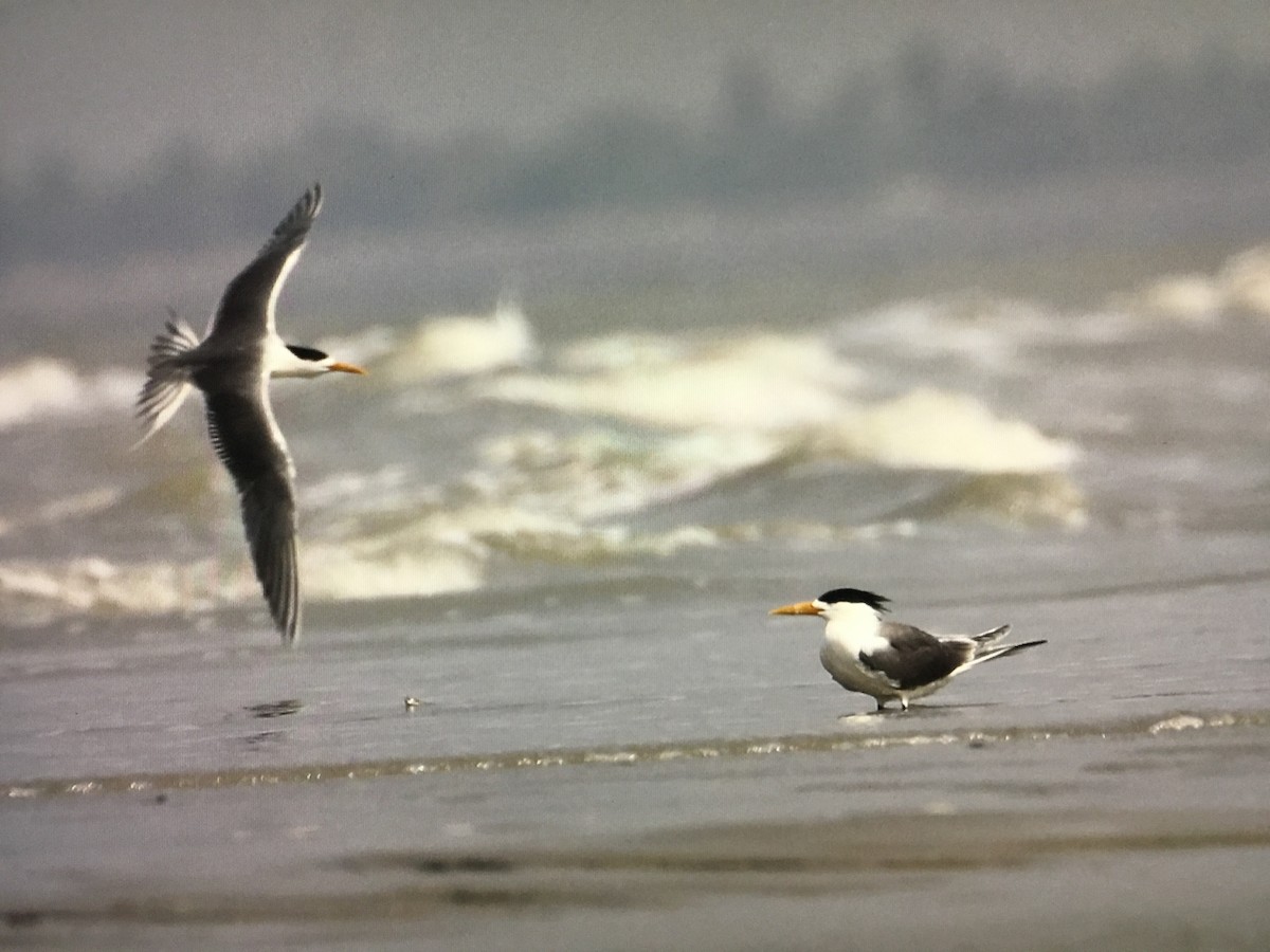 Great Crested Tern - ML616634055