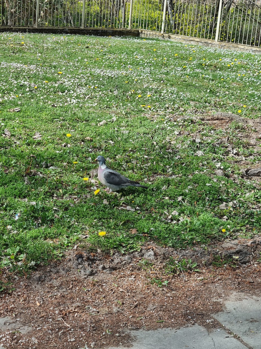Common Wood-Pigeon - ML616634133