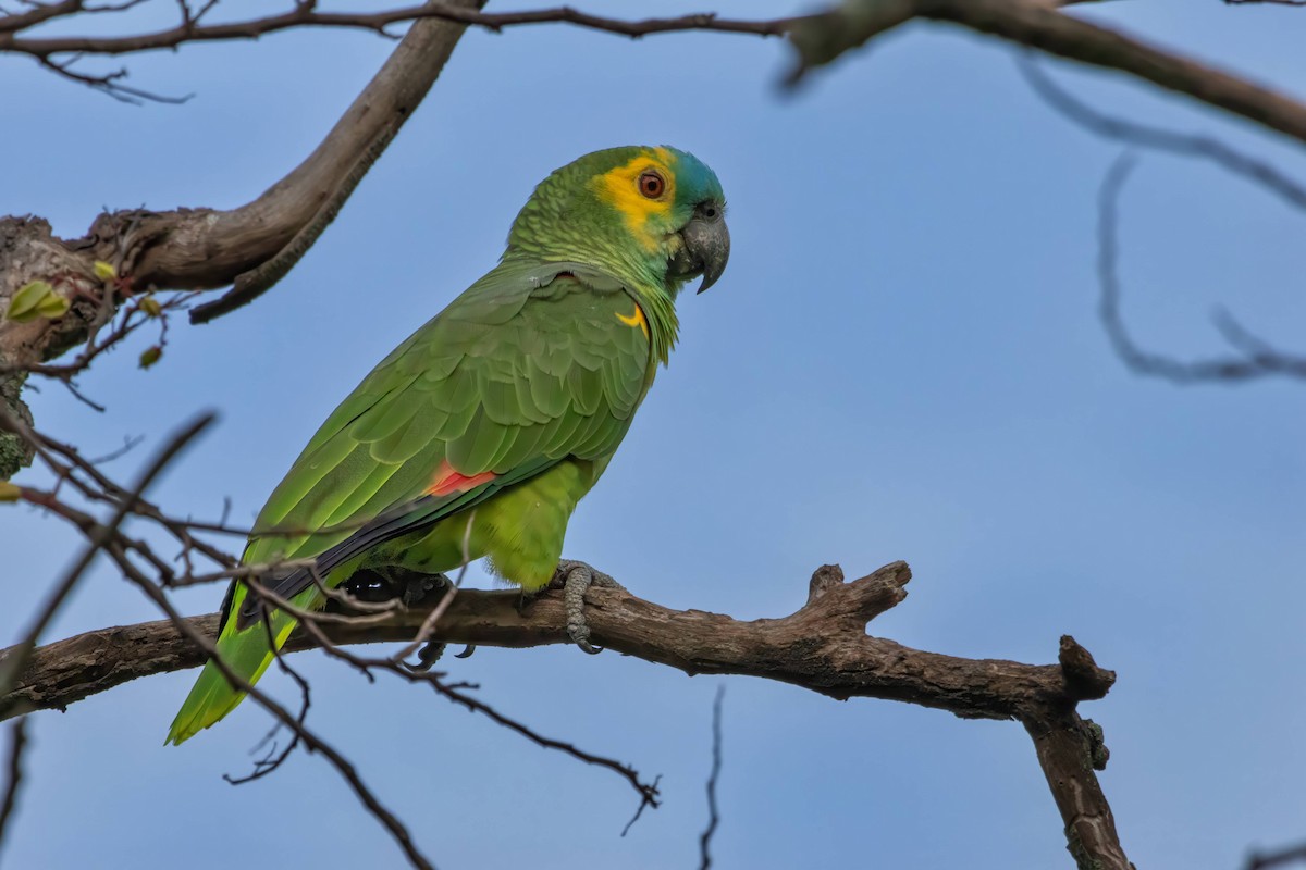 Turquoise-fronted Parrot - ML616634160