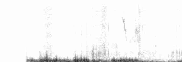 Lavandera Boyera (thunbergi) - ML616634214