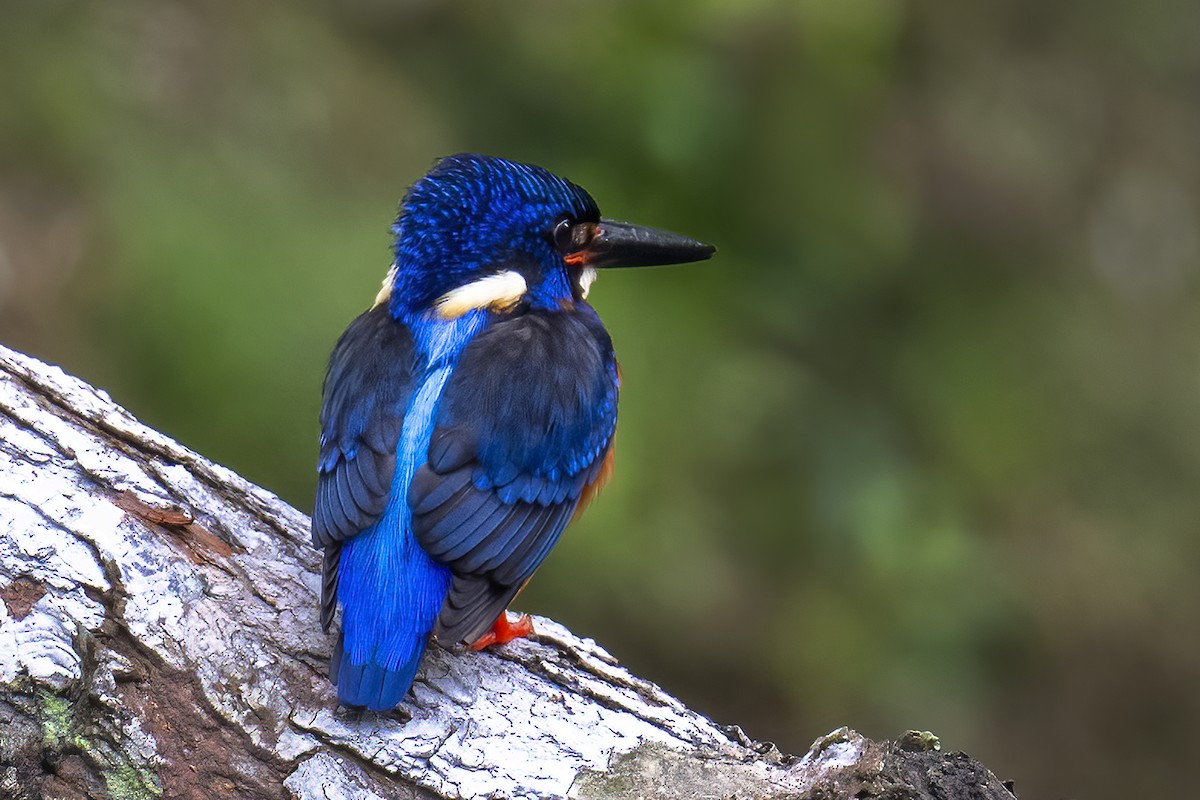 Blue-eared Kingfisher - ML616634325