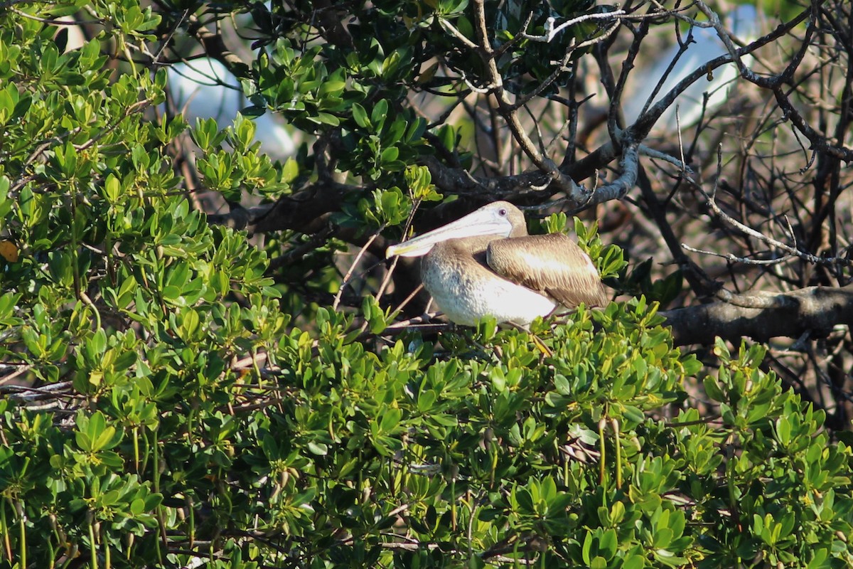 pelikán hnědý (ssp. carolinensis) - ML616634369