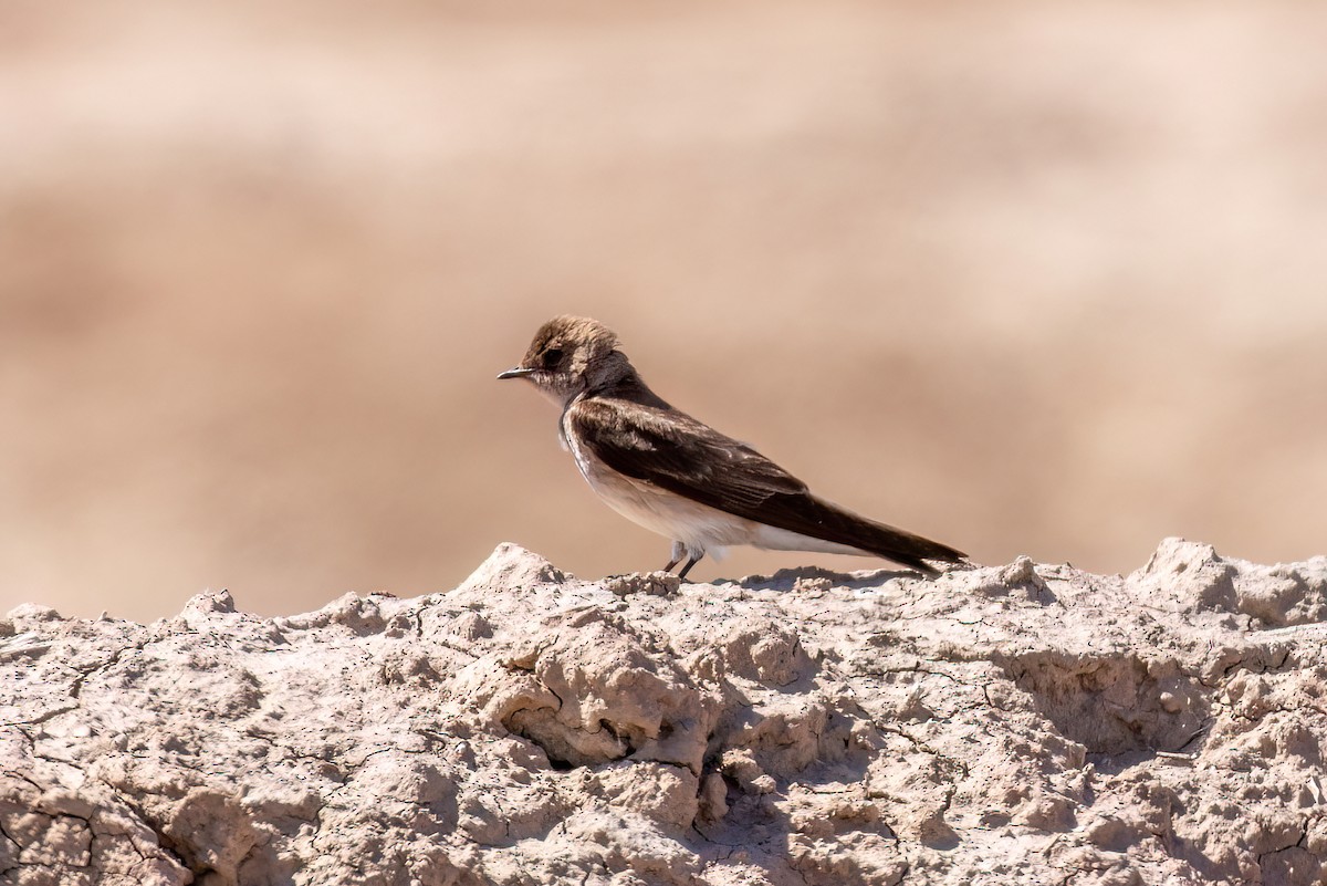 Northern Rough-winged Swallow - ML616634436