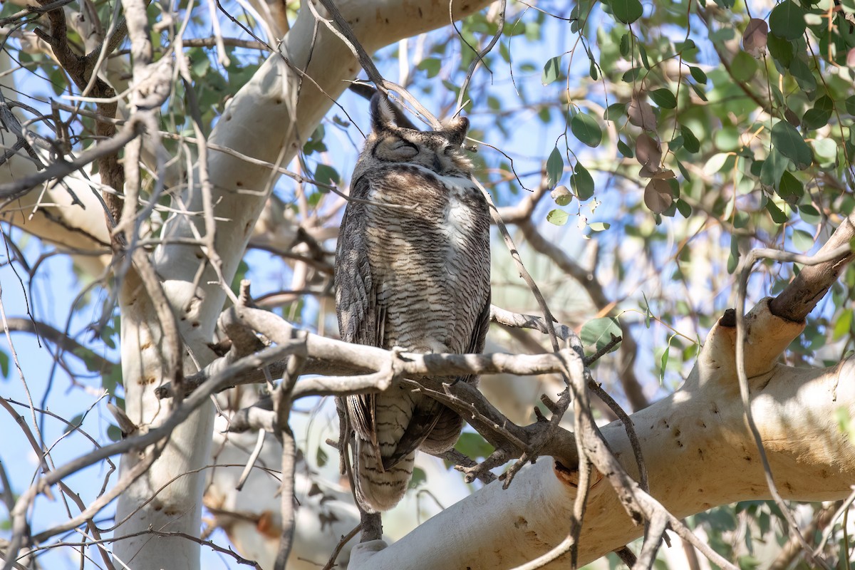 Great Horned Owl - ML616634464