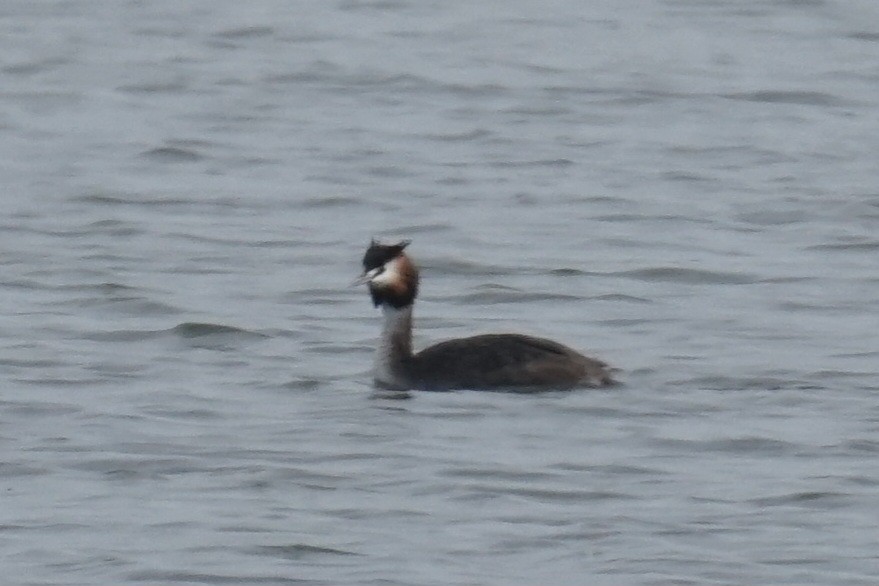 Great Crested Grebe - ML616634465