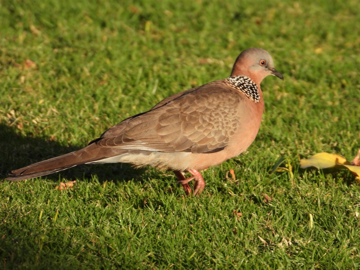 Spotted Dove - ML616634558