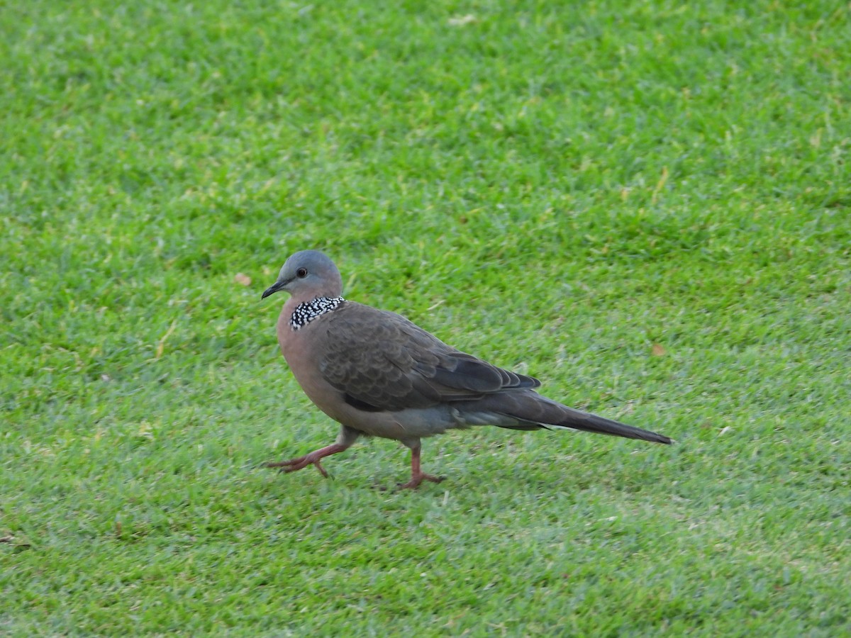 Spotted Dove - ML616634559