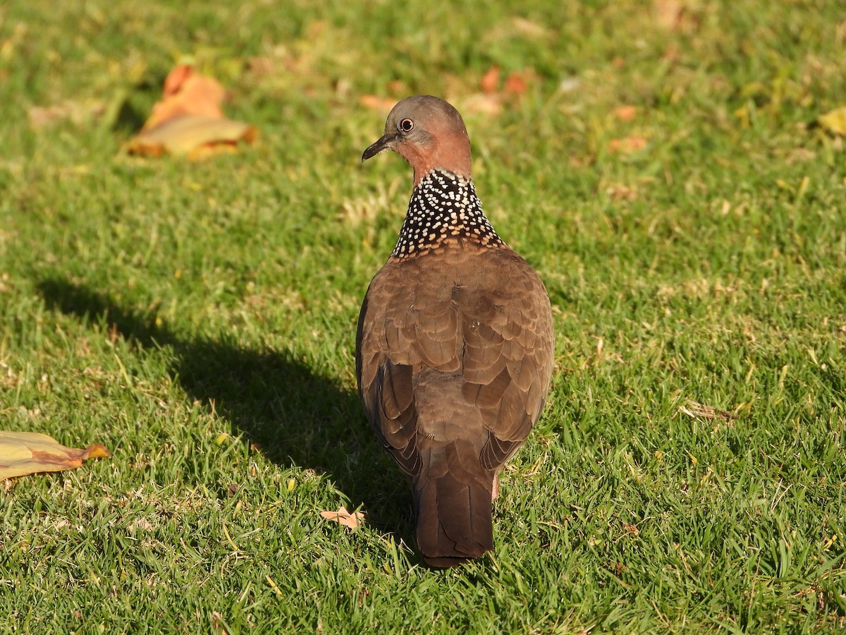 Spotted Dove - ML616634560