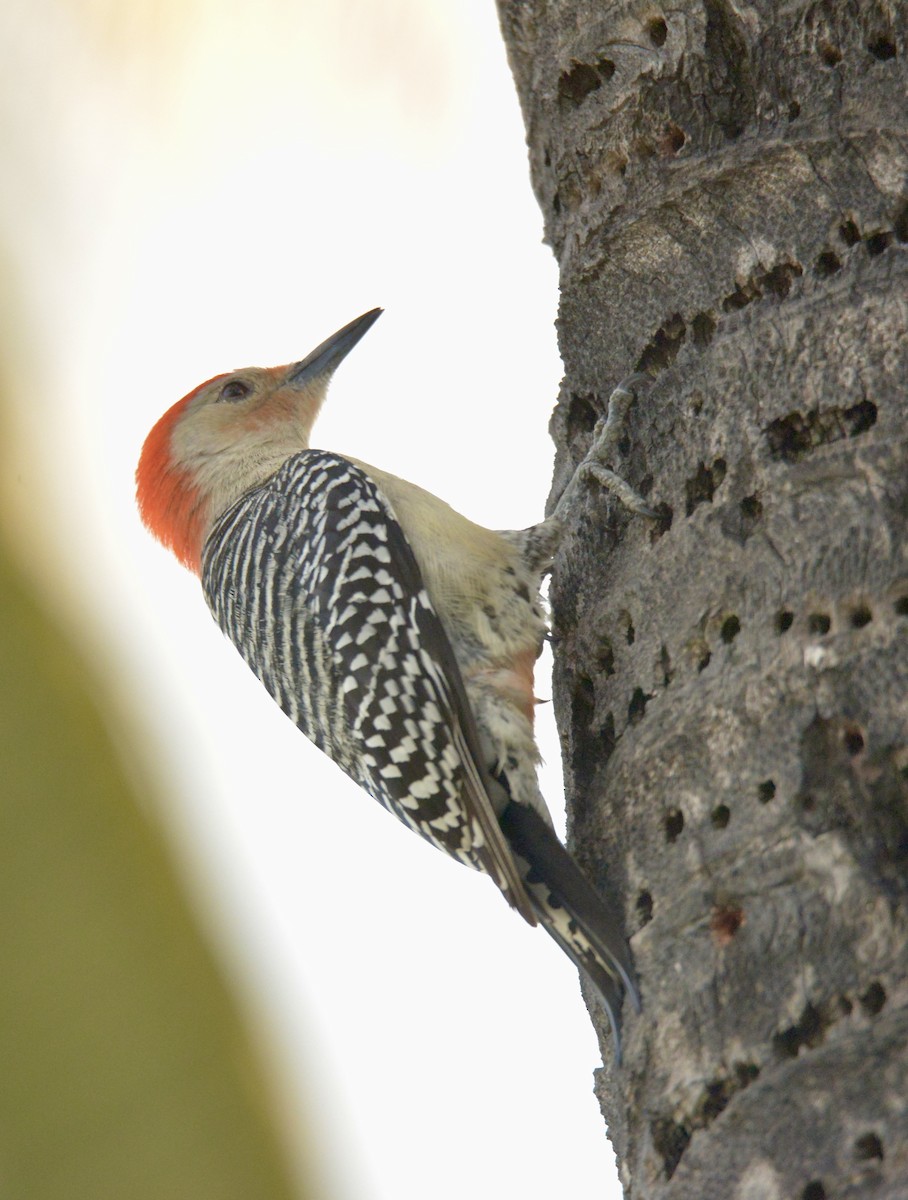 Red-bellied Woodpecker - ML616634703