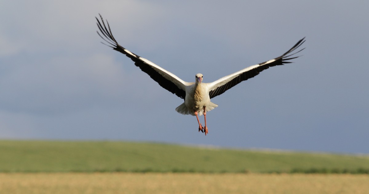White Stork - ML616634734