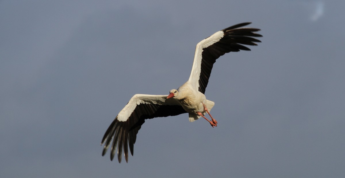 White Stork - ML616634741