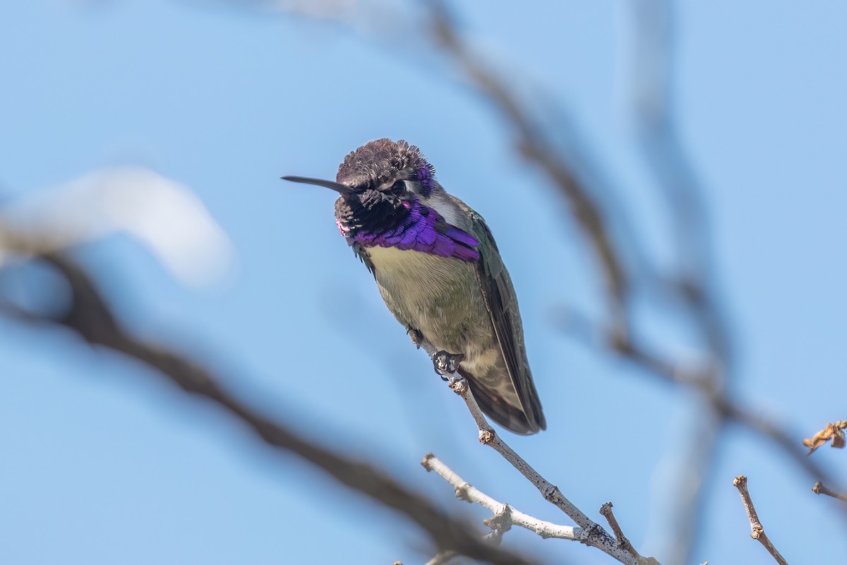 Costa's Hummingbird - ML616634812