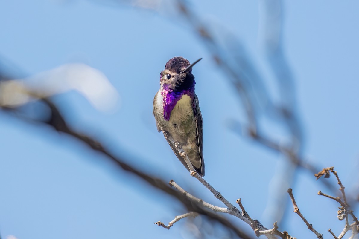 Costa's Hummingbird - ML616634813