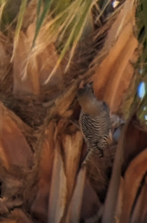 Gila Woodpecker - ML616634975