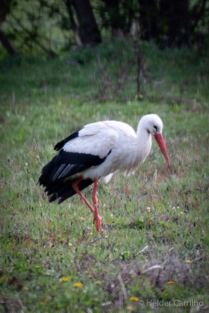 White Stork - ML616635015