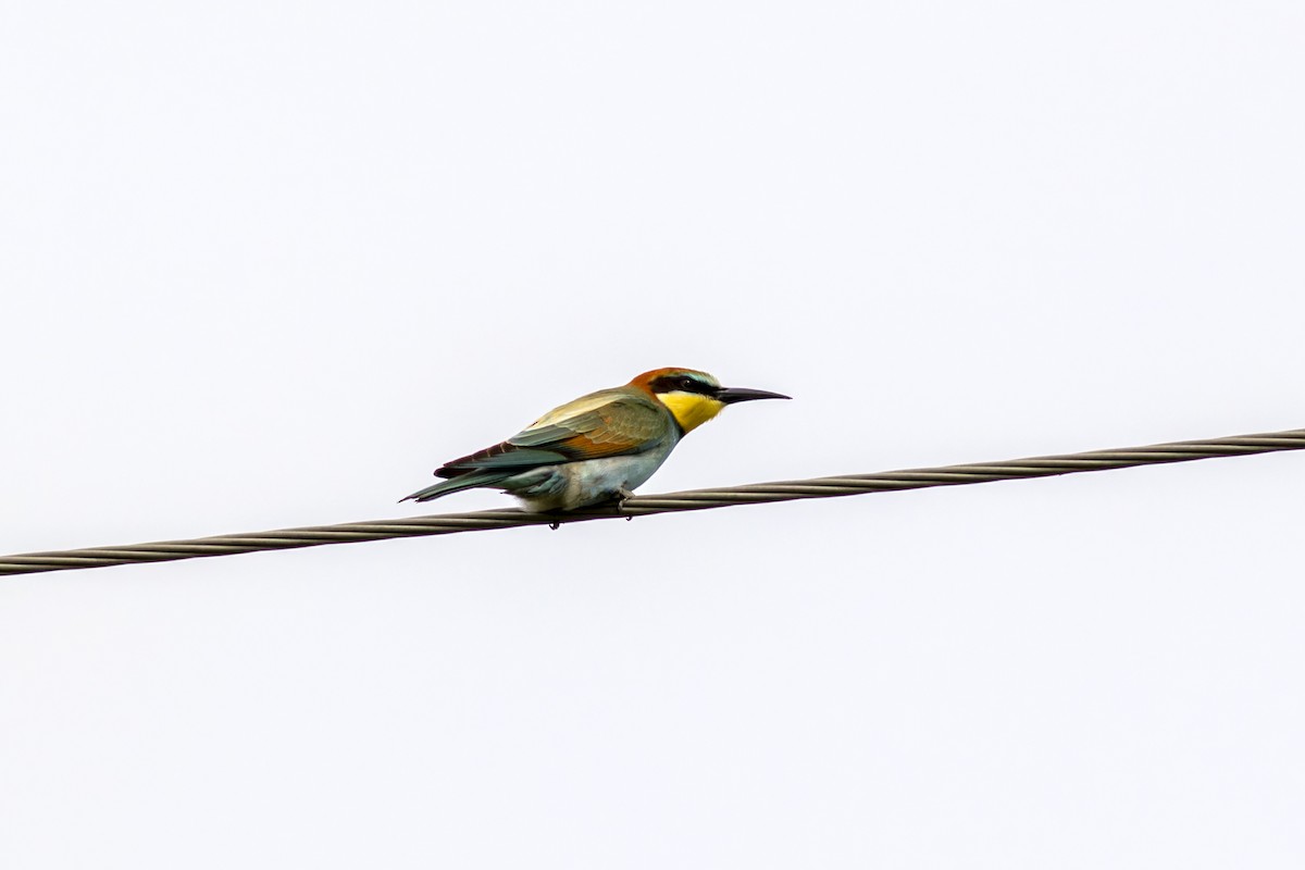 European Bee-eater - ML616635143