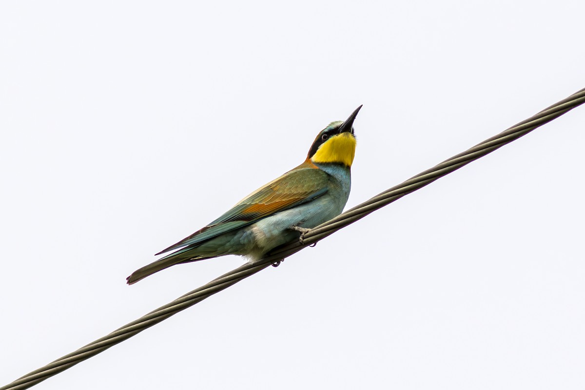 European Bee-eater - ML616635144
