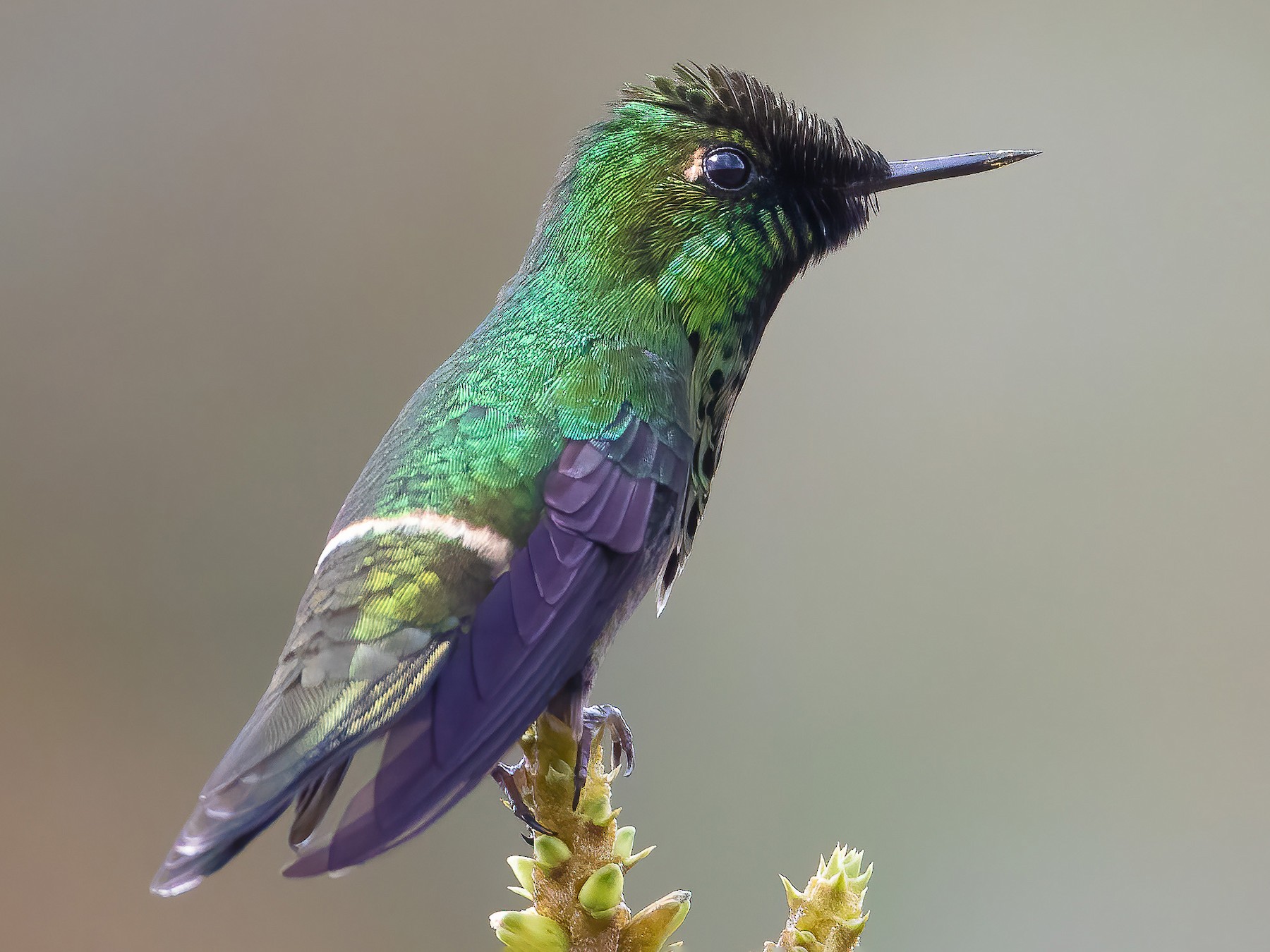 Peacock Coquette - Jhonathan Miranda - Wandering Venezuela Birding Expeditions