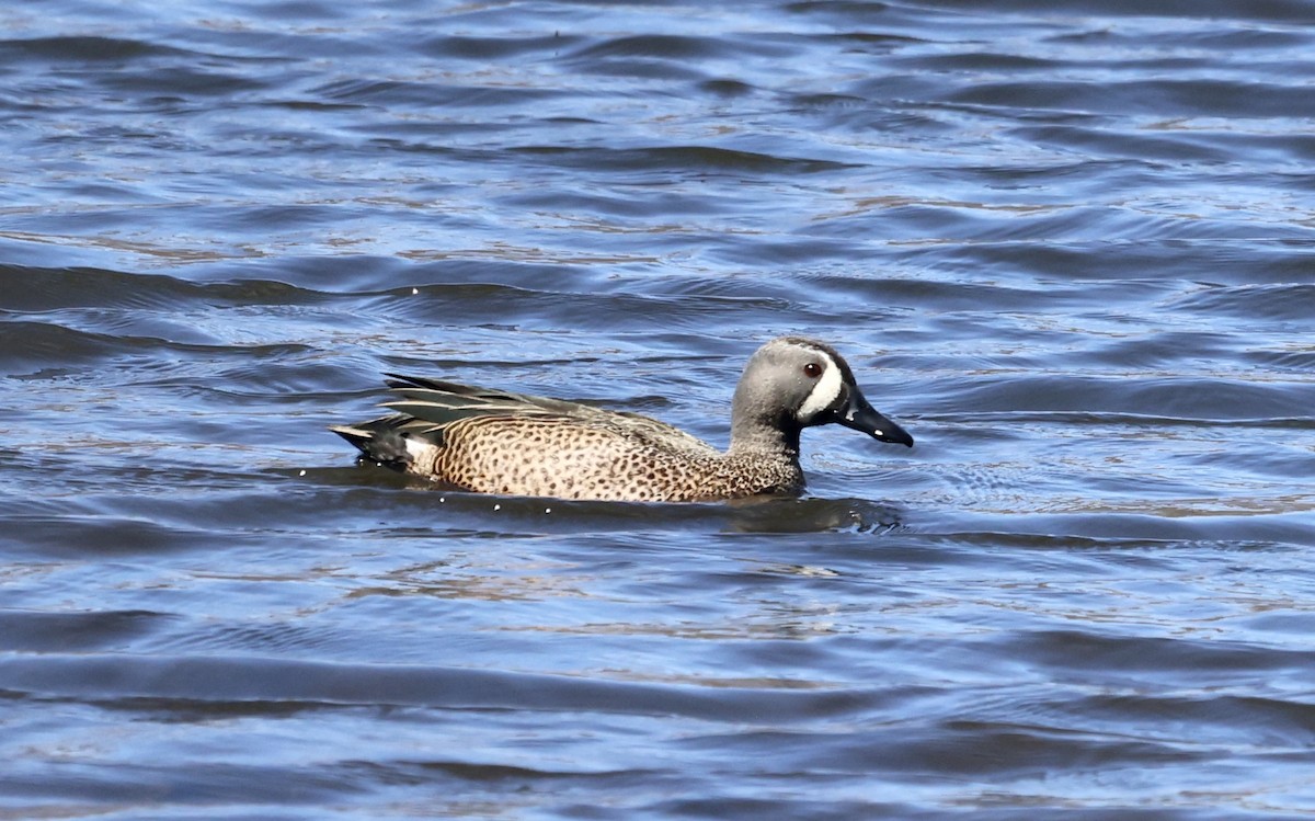 Blue-winged Teal - ML616635360
