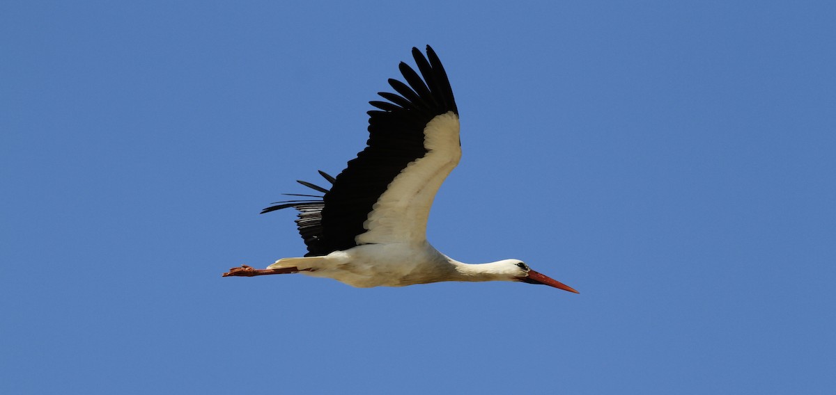 White Stork - ML616635367
