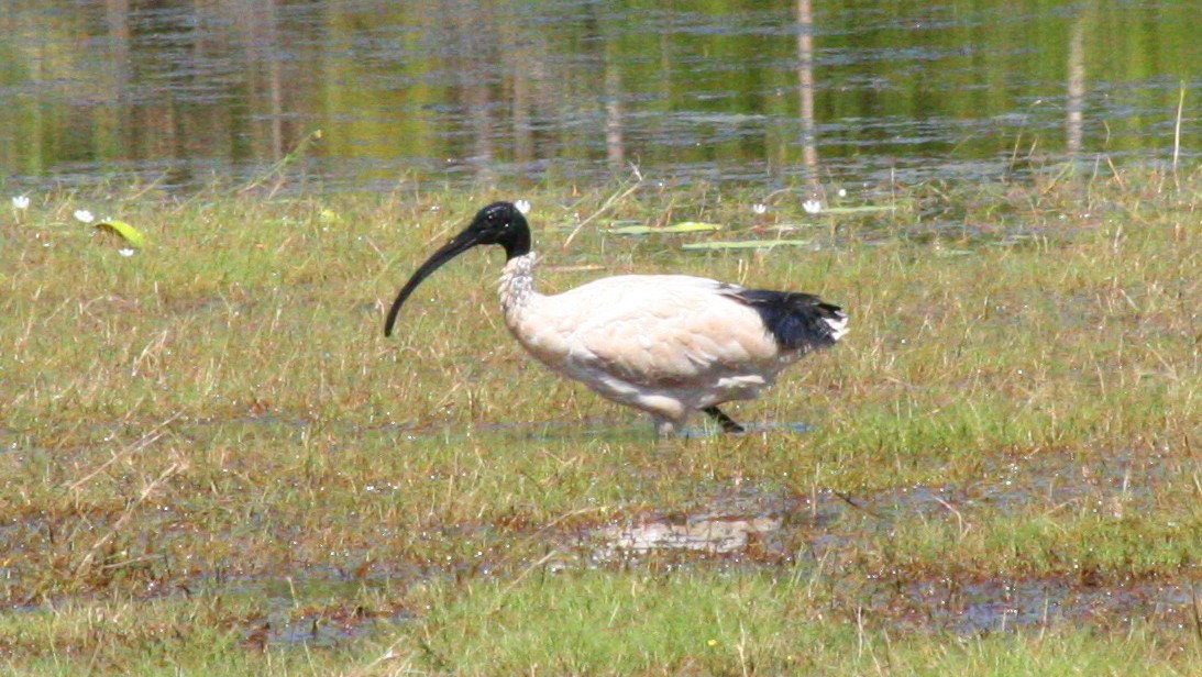 ibis australský - ML616635369